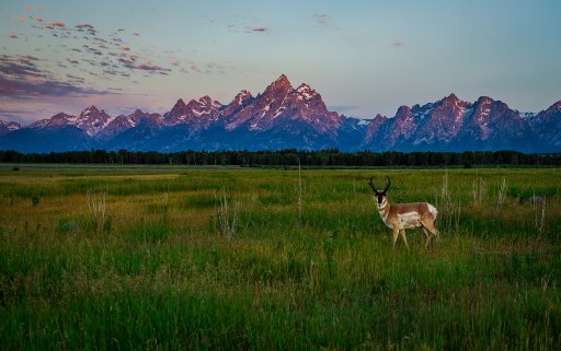 Antelope of the Tetons.jpg