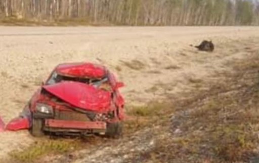 wrecked-camaro-and-dead-bison.jpg.jpg