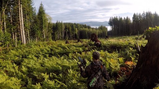 Elk hunt: day one - clearcut Drake.jpg