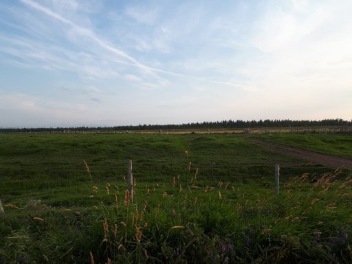 Field 2.jpg