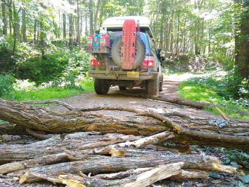 One of the Many Fallen Trees in WV.jpg