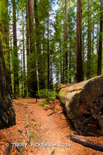 Redwood Forest Trip-3.jpg