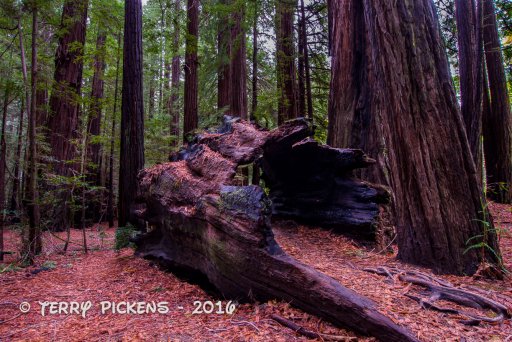 Redwood Forest Trip-4.jpg