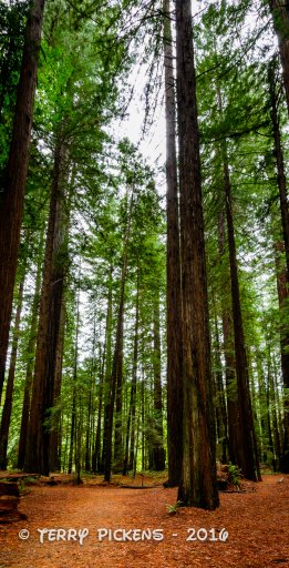 Redwood Forest Trip-7.jpg