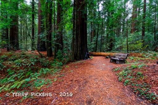 Redwood Forest Trip-14.jpg