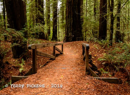 Redwood Forest Trip-15.jpg