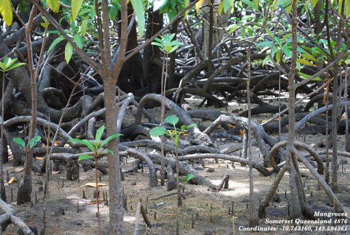 20160614_022_Somerset_Mangroves.jpg