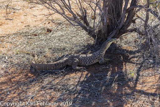 2019-09-29 Wildlife Images - 003-Edit.jpg