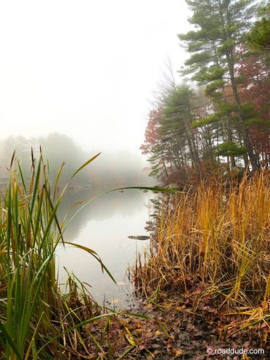 Cattails65_7766-700.jpeg