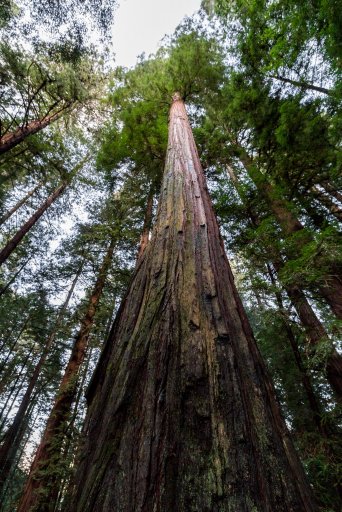Humbolt_Redwoods.jpg