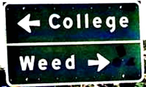weed or college.jpg