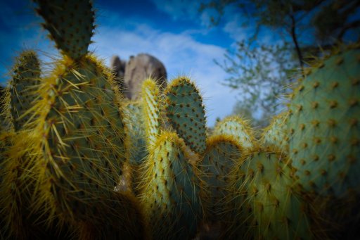 greenk cactus (1 of 1).jpg