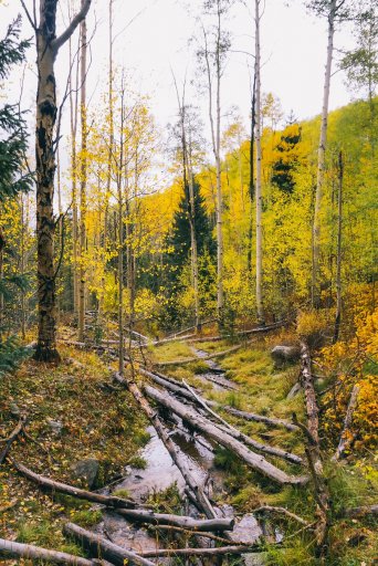 Santa Fe Aspens-2.jpg