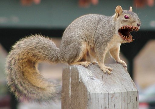 squirrel-2.jpg