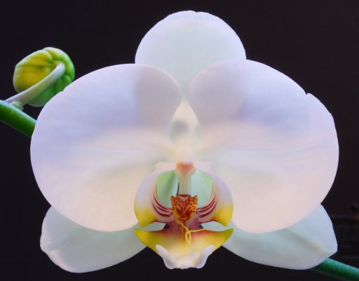 January Orchid.jpg