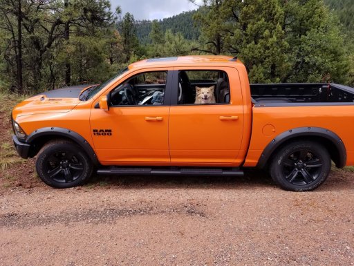 Dogs Overland Rig.jpg