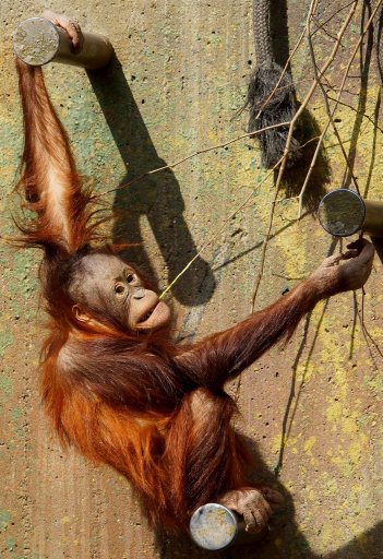 Orangutang 01.jpg