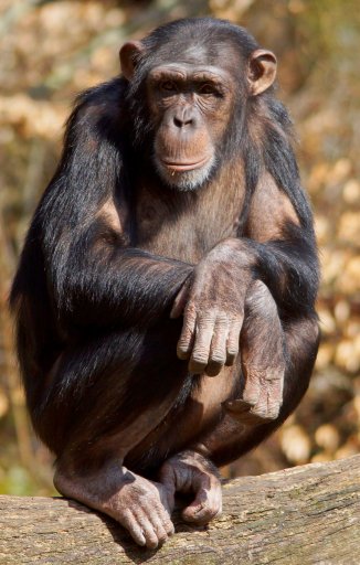 Sjimpanse 01.jpg