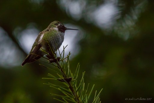 Hummingbird-0022.jpg