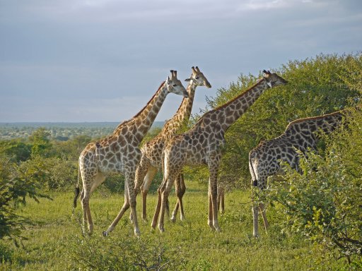 giraff_3_kruger.jpg