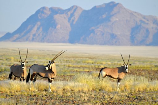 Namib Gemsbok1.jpg