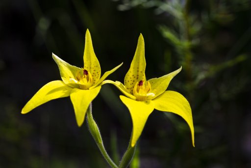 2020-09-11 Wildflower - 002-Edit.jpg