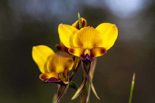 2020-09-11 Wildflower - 005-Edit.jpg