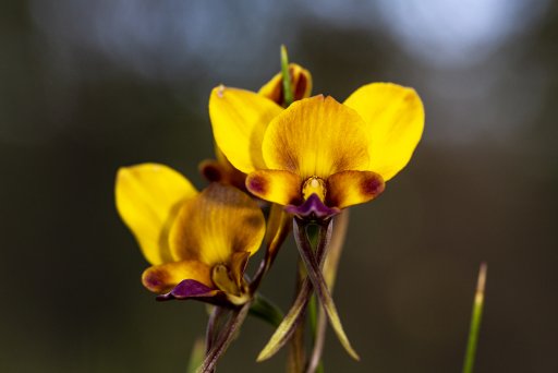 2020-09-11 Wildflower - 005-Edit.jpg