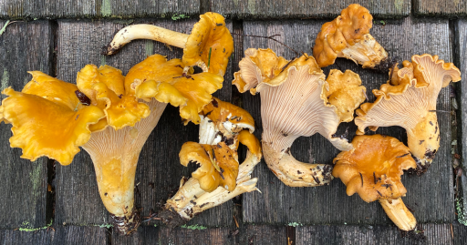 chanterelles.png