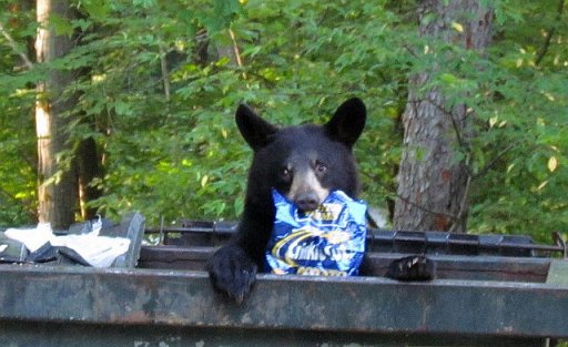 dumpster bear.jpg