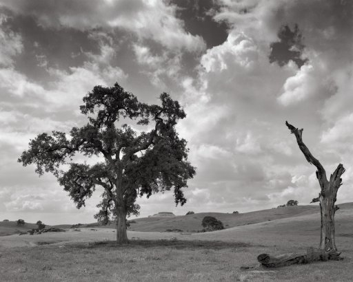 California-Oaks-#2-20130330.jpg