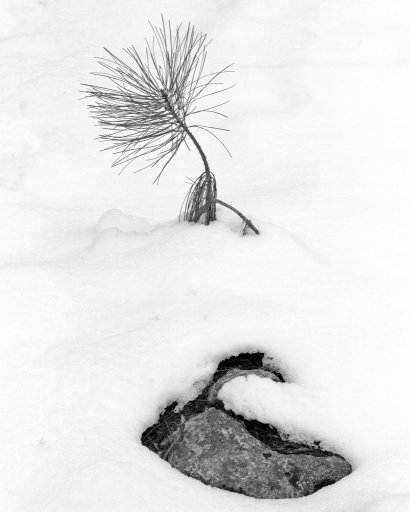 Zen-Rock,-Zen-Tree-20130330.jpg