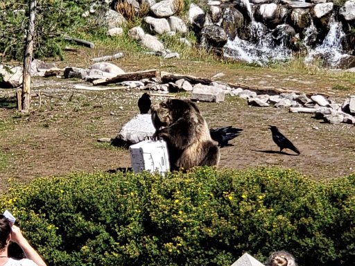 bearicechest.jpg