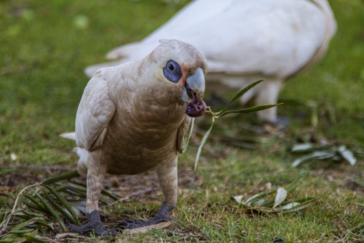 2021-04-09 Wildlife Images - 027-Edit.jpg