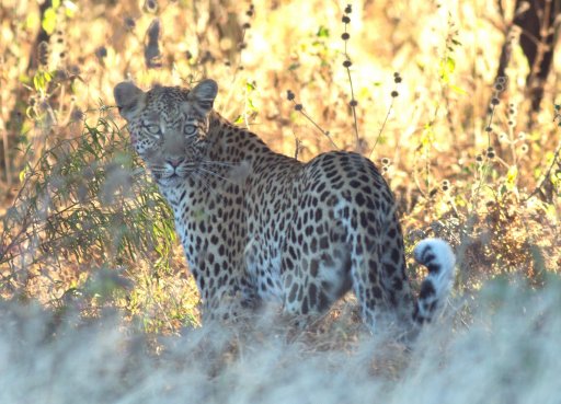 Leopard - CKGR.jpg