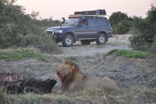 Lion - Savuti.JPG