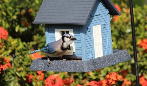 best-feeder-for-blue-jays.jpg