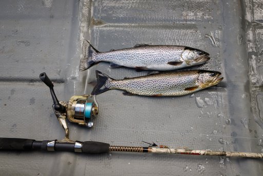 4 Trout.JPG