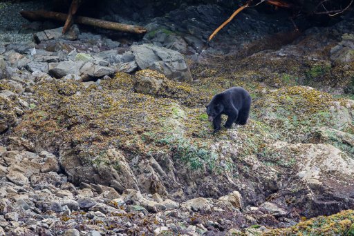 5 Black Bear.JPG