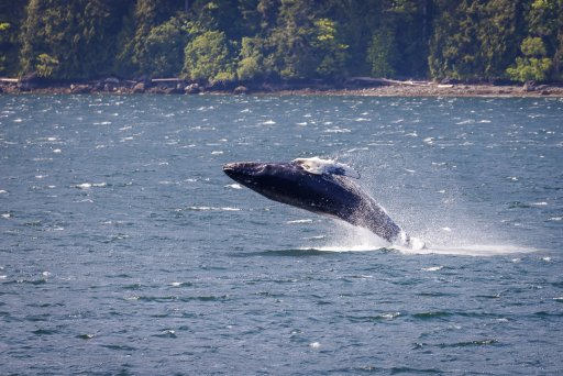 7 Humpback.JPG