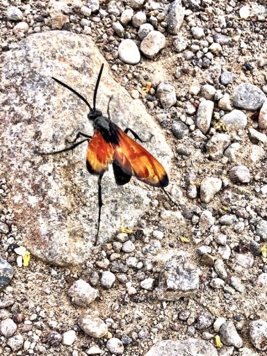 tarantula-hawk_1237-800.jpeg