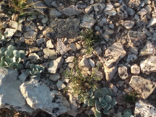 25 Succulents Campsite 1 Flaming Gorge WY.jpg