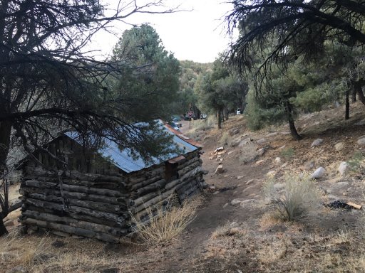 PineTrees2.jpeg