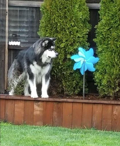 Tonka on raised planter.JPG