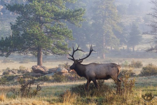 RMNP_Elk-3.jpg