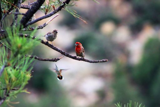 Hummingbird and Sparrows (2).jpg