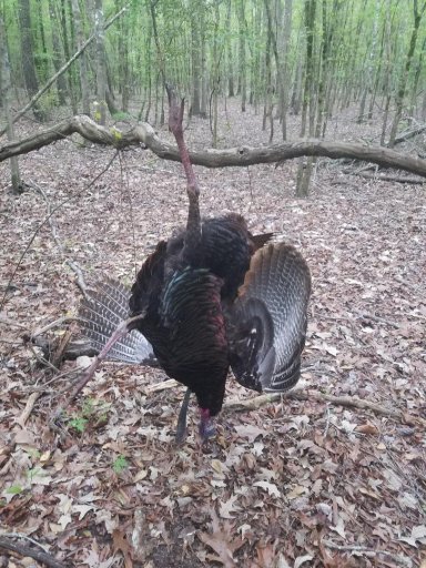 Turkey Woodbury.jpg