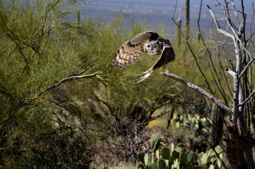 Tucson owl.jpg