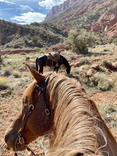 RedCliffsLodgeHorsesRestCastleCreekCanyon480x640-375x500.jpg