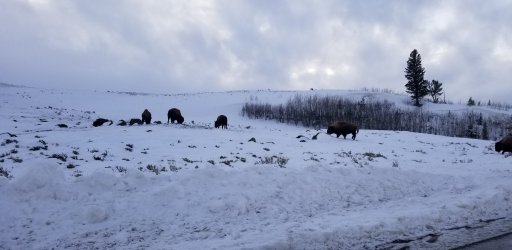 Bison.jpg